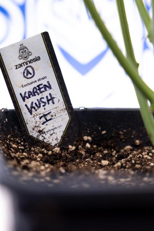 Karen Kush Auto #1 - Zamnesia x B&B. Week 6 - Karen Kush Automatic #1 - No Techniques 