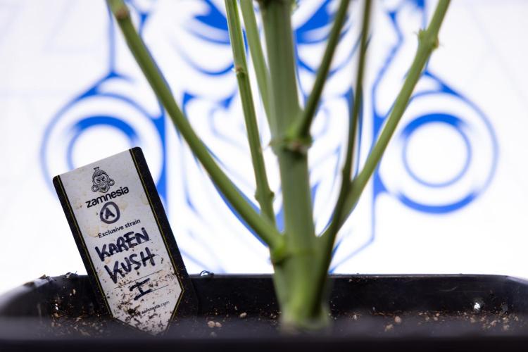 Karen Kush Auto #1 - Zamnesia x B&B. Week 6 - Karen Kush Automatic #1 - No Techniques 