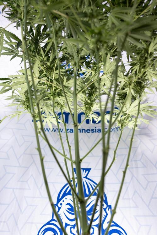 Karen Kush Auto #1 - Zamnesia x B&B. Week 6 - Karen Kush Automatic #1 - No Techniques 