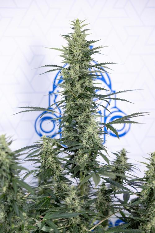 Karen Kush Auto #1 - Zamnesia x B&B. Week 6 - Karen Kush Automatic #1 - No Techniques 