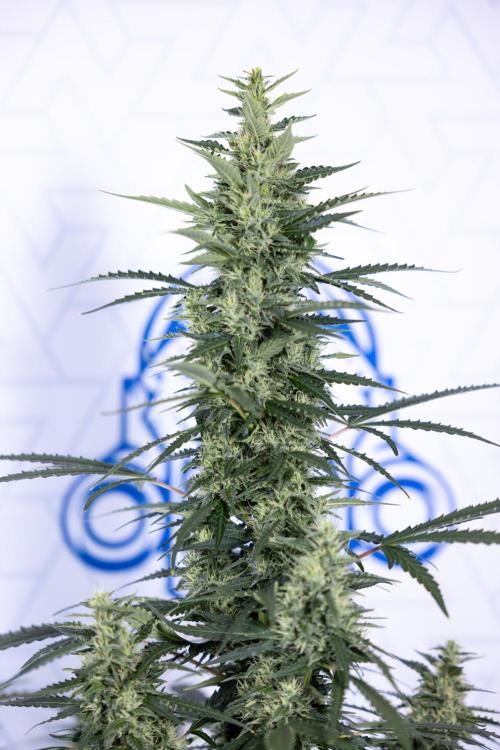 Karen Kush Auto #1 - Zamnesia x B&B. Week 6 - Karen Kush Automatic #1 - No Techniques 