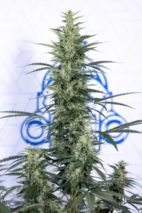 Karen Kush Auto #1 - Zamnesia x B&B. Week 6 - Karen Kush Automatic #1 - No Techniques 