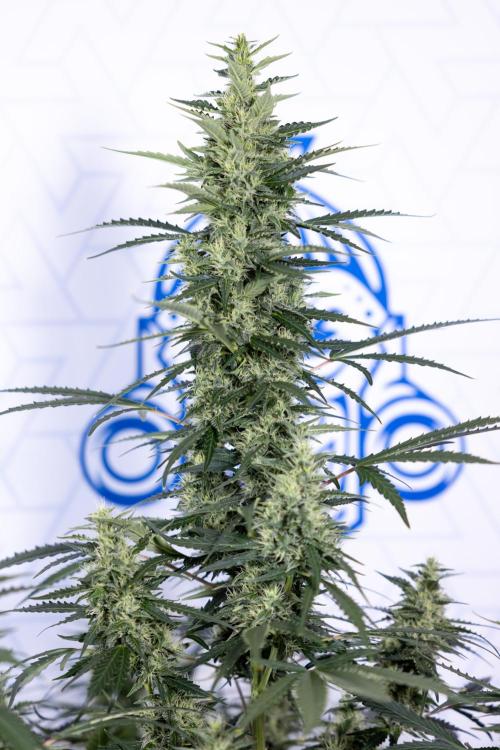 Karen Kush Auto #1 - Zamnesia x B&B. Week 6 - Karen Kush Automatic #1 - No Techniques 