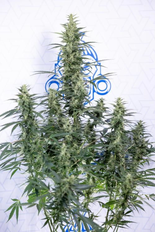 Karen Kush Auto #1 - Zamnesia x B&B. Week 6 - Karen Kush Automatic #1 - No Techniques 