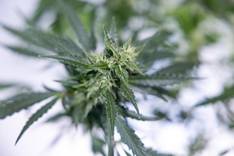 Karen Kush Auto #1 - Zamnesia x B&B. Week 6 - Karen Kush Automatic #1 - No Techniques 