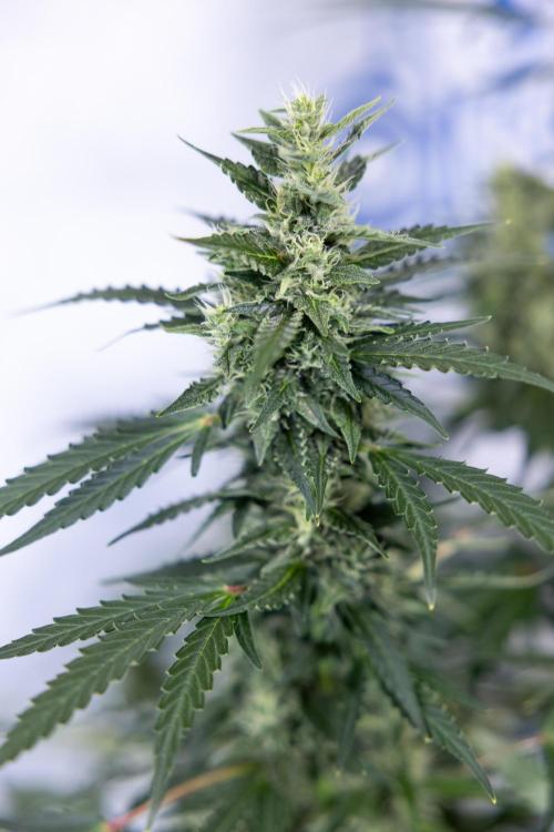 Karen Kush Auto #1 - Zamnesia x B&B. Week 6 - Karen Kush Automatic #1 - No Techniques 