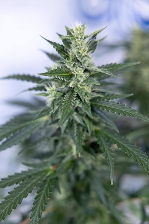 Karen Kush Auto #1 - Zamnesia x B&B. Week 6 - Karen Kush Automatic #1 - No Techniques 