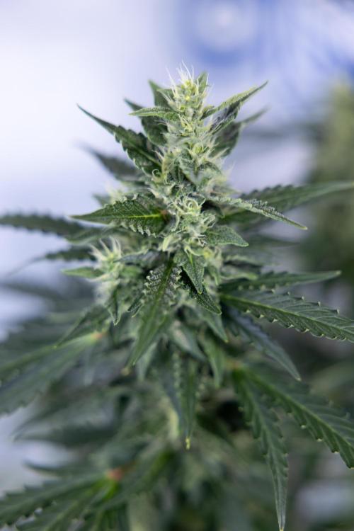 Karen Kush Auto #1 - Zamnesia x B&B. Week 6 - Karen Kush Automatic #1 - No Techniques 