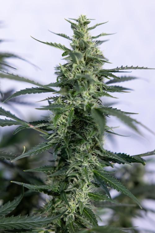 Karen Kush Auto #1 - Zamnesia x B&B. Week 6 - Karen Kush Automatic #1 - No Techniques 