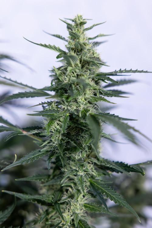 Karen Kush Auto #1 - Zamnesia x B&B. Week 6 - Karen Kush Automatic #1 - No Techniques 