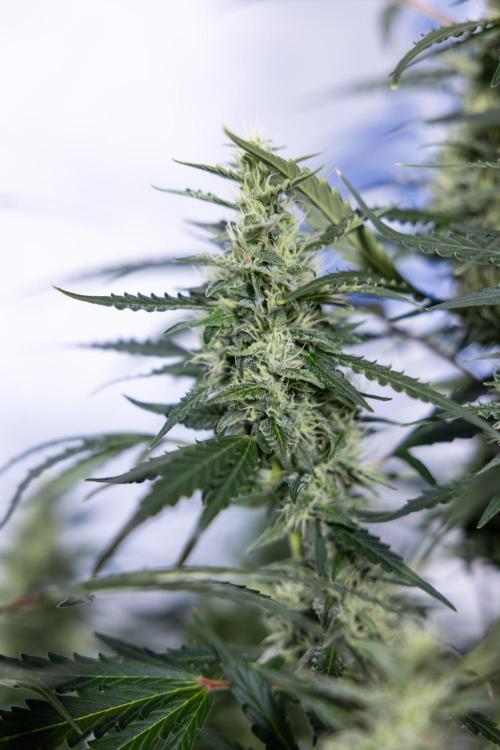 Karen Kush Auto #1 - Zamnesia x B&B. Week 6 - Karen Kush Automatic #1 - No Techniques 