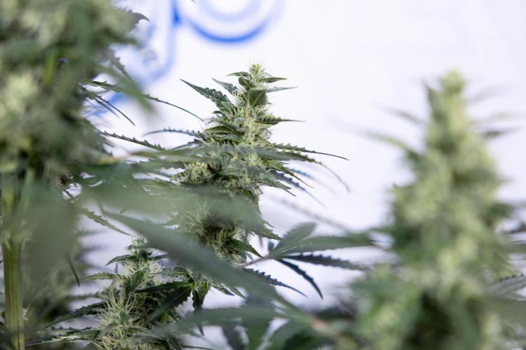 Karen Kush Auto #1 - Zamnesia x B&B. Week 6 - Karen Kush Automatic #1 - No Techniques 