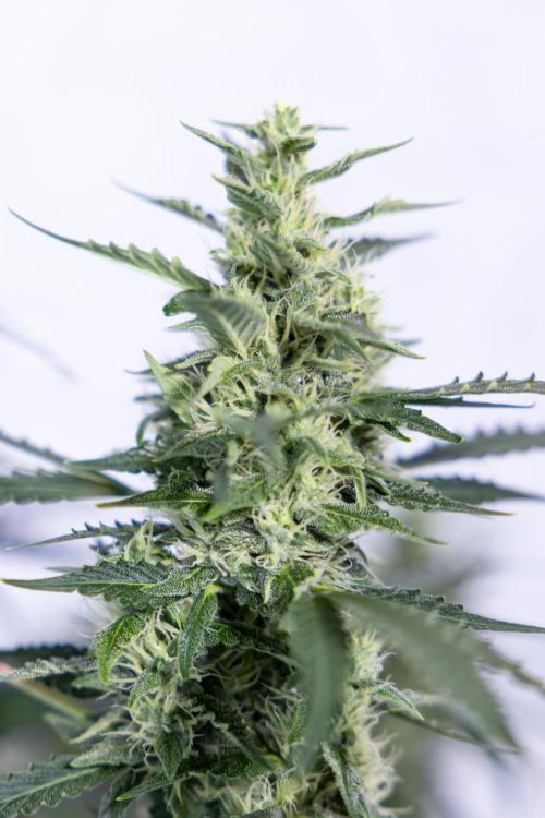 Karen Kush Auto #1 - Zamnesia x B&B. Week 6 - Karen Kush Automatic #1 - No Techniques 