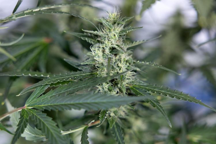 Karen Kush Auto #1 - Zamnesia x B&B. Week 6 - Karen Kush Automatic #1 - No Techniques 