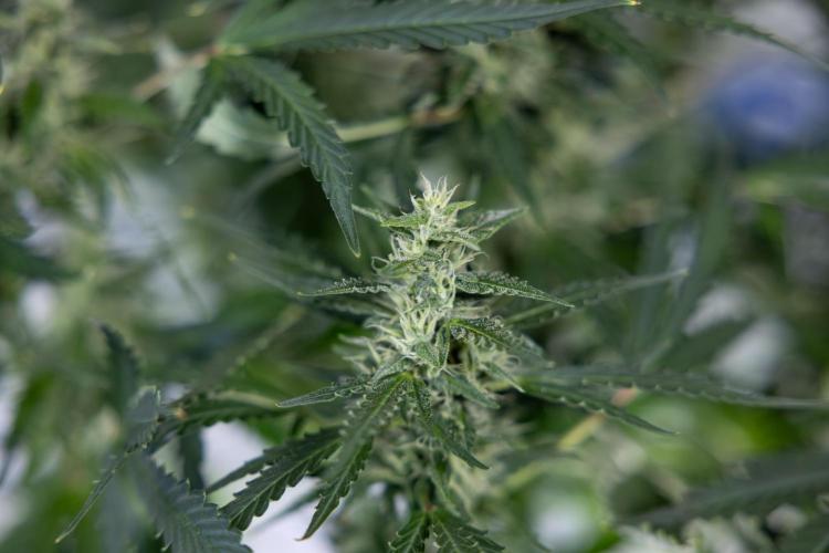 Karen Kush Auto #1 - Zamnesia x B&B. Week 6 - Karen Kush Automatic #1 - No Techniques 