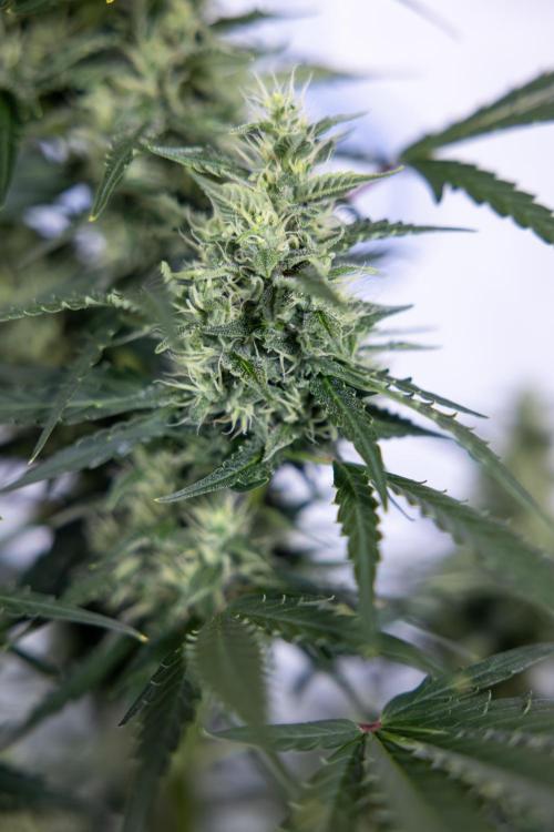 Karen Kush Auto #1 - Zamnesia x B&B. Week 6 - Karen Kush Automatic #1 - No Techniques 