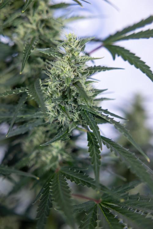 Karen Kush Auto #1 - Zamnesia x B&B. Week 6 - Karen Kush Automatic #1 - No Techniques 