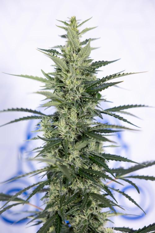 Karen Kush Auto #1 - Zamnesia x B&B. Week 6 - Karen Kush Automatic #1 - No Techniques 