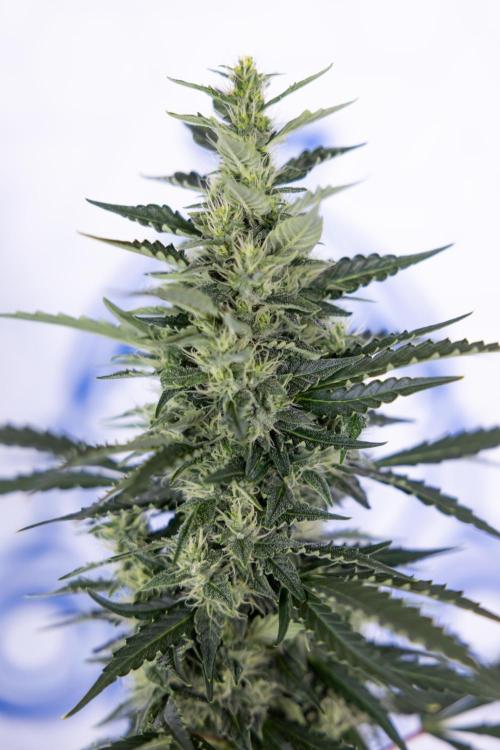 Karen Kush Auto #1 - Zamnesia x B&B. Week 6 - Karen Kush Automatic #1 - No Techniques 