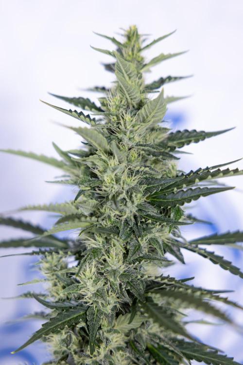 Karen Kush Auto #1 - Zamnesia x B&B. Week 6 - Karen Kush Automatic #1 - No Techniques 