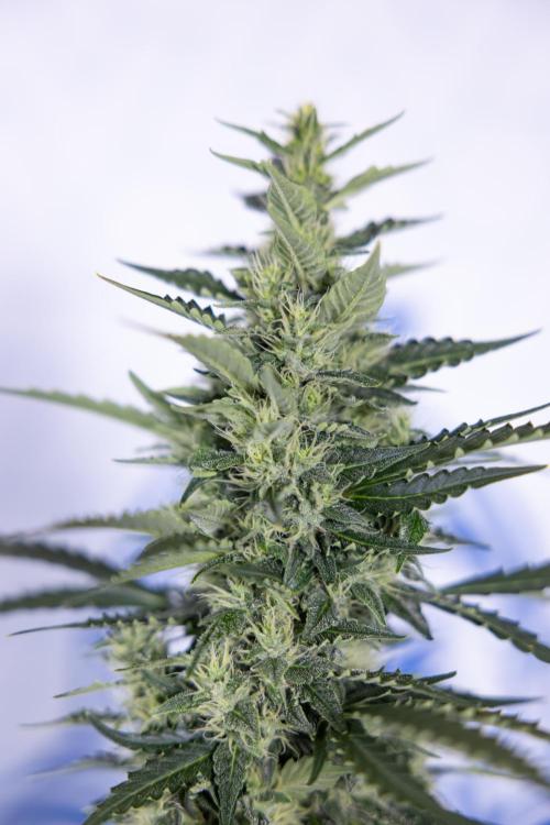 Karen Kush Auto #1 - Zamnesia x B&B. Week 6 - Karen Kush Automatic #1 - No Techniques 