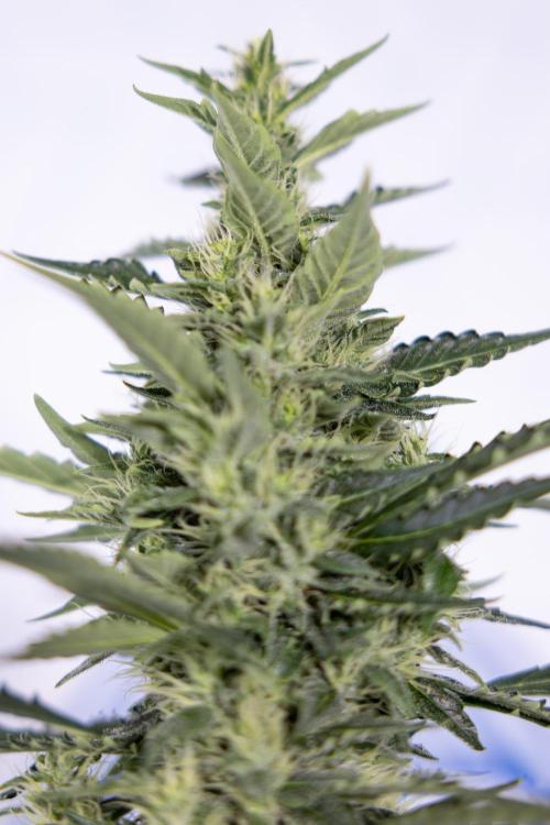 Karen Kush Auto #1 - Zamnesia x B&B. Week 6 - Karen Kush Automatic #1 - No Techniques 