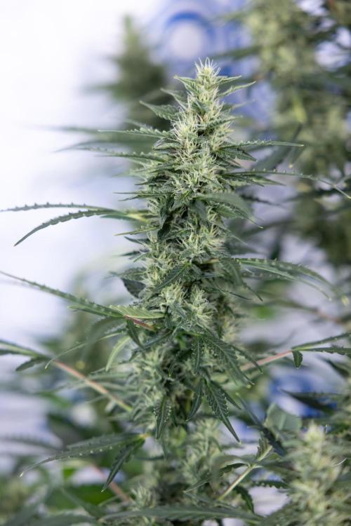 Karen Kush Auto #1 - Zamnesia x B&B. Week 6 - Karen Kush Automatic #1 - No Techniques 