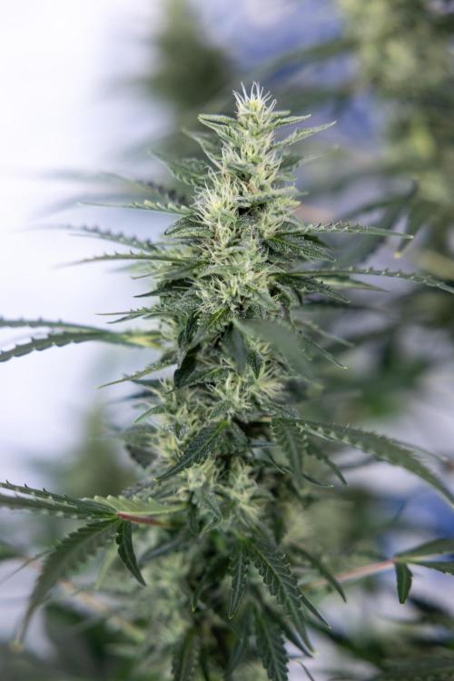 Karen Kush Auto #1 - Zamnesia x B&B. Week 6 - Karen Kush Automatic #1 - No Techniques 