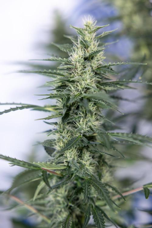 Karen Kush Auto #1 - Zamnesia x B&B. Week 6 - Karen Kush Automatic #1 - No Techniques 