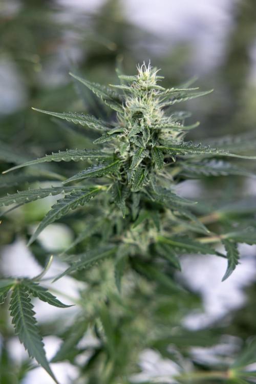 Karen Kush Auto #1 - Zamnesia x B&B. Week 6 - Karen Kush Automatic #1 - No Techniques 