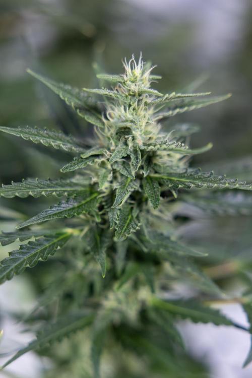 Karen Kush Auto #1 - Zamnesia x B&B. Week 6 - Karen Kush Automatic #1 - No Techniques 