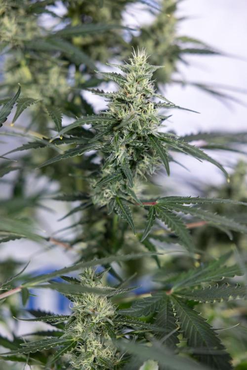 Karen Kush Auto #1 - Zamnesia x B&B. Week 6 - Karen Kush Automatic #1 - No Techniques 