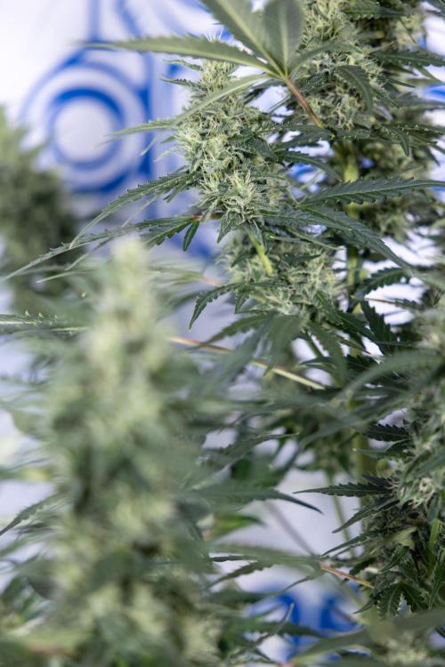 Karen Kush Auto #1 - Zamnesia x B&B. Week 6 - Karen Kush Automatic #1 - No Techniques 