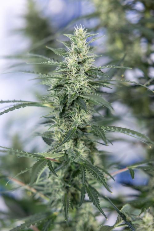 Karen Kush Auto #1 - Zamnesia x B&B. Week 6 - Karen Kush Automatic #1 - No Techniques 