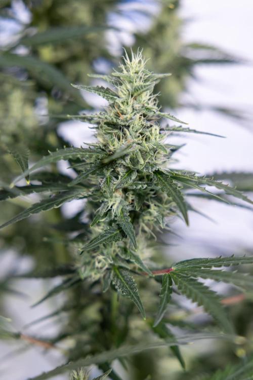 Karen Kush Auto #1 - Zamnesia x B&B. Week 6 - Karen Kush Automatic #1 - No Techniques 