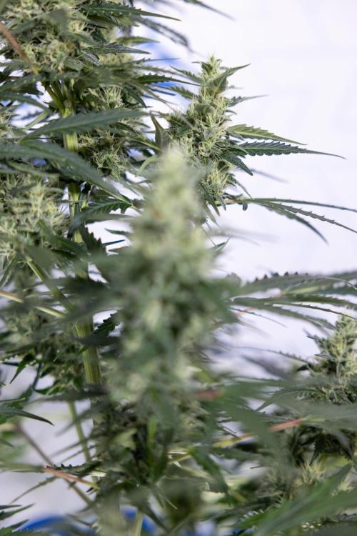 Karen Kush Auto #1 - Zamnesia x B&B. Week 6 - Karen Kush Automatic #1 - No Techniques 