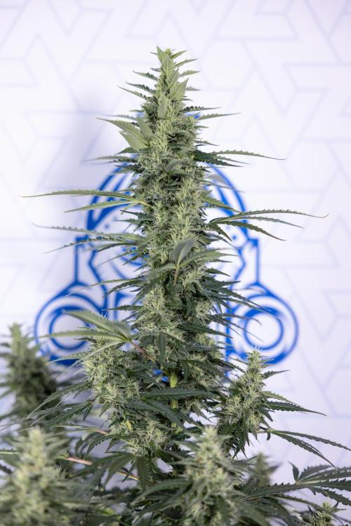 Karen Kush Auto #1 - Zamnesia x B&B. Week 6 - Karen Kush Automatic #1 - No Techniques 