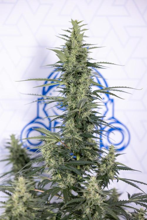 Karen Kush Auto #1 - Zamnesia x B&B. Week 6 - Karen Kush Automatic #1 - No Techniques 