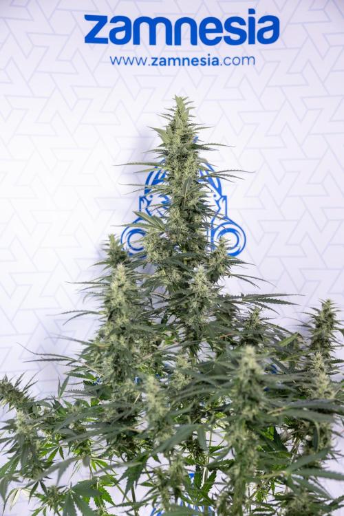 Karen Kush Auto #1 - Zamnesia x B&B. Week 6 - Karen Kush Automatic #1 - No Techniques 