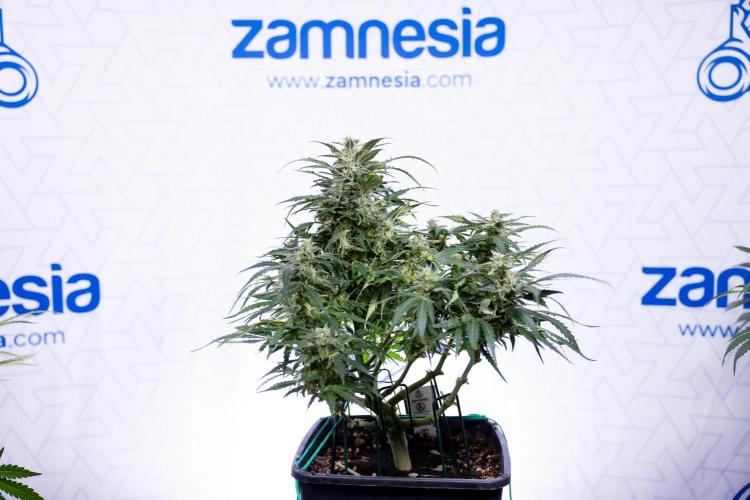 Critical Cheese Auto #1 - Zamnesia x B&B. Week 7