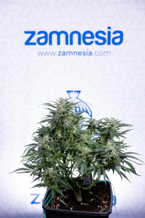 Critical Cheese Auto #1 - Zamnesia x B&B. Week 7