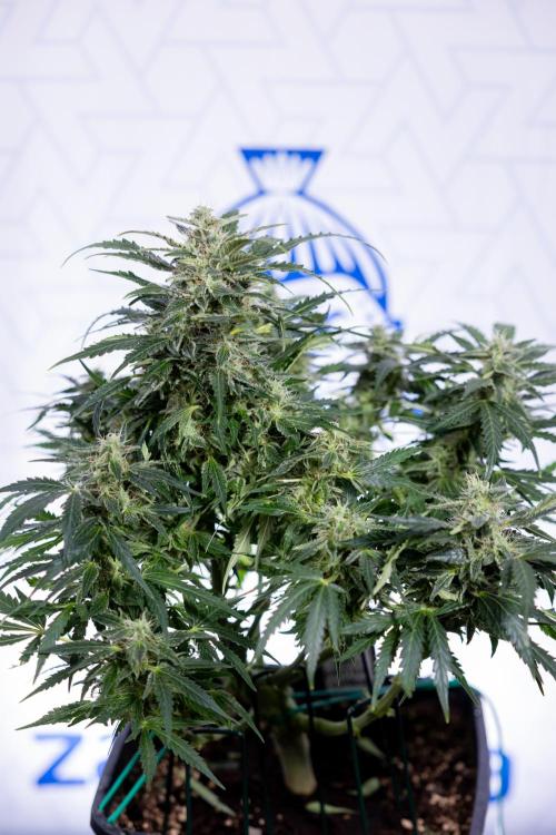 Critical Cheese Auto #1 - Zamnesia x B&B. Week 7