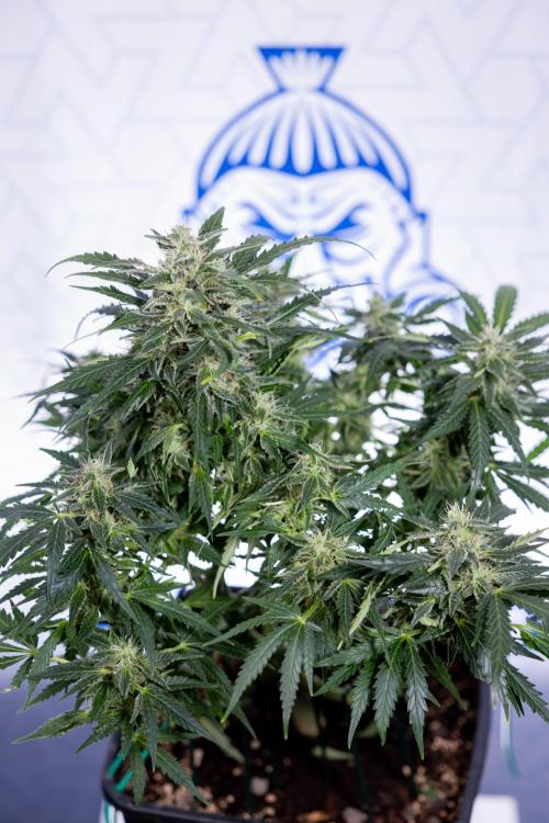 Critical Cheese Auto #1 - Zamnesia x B&B. Week 7