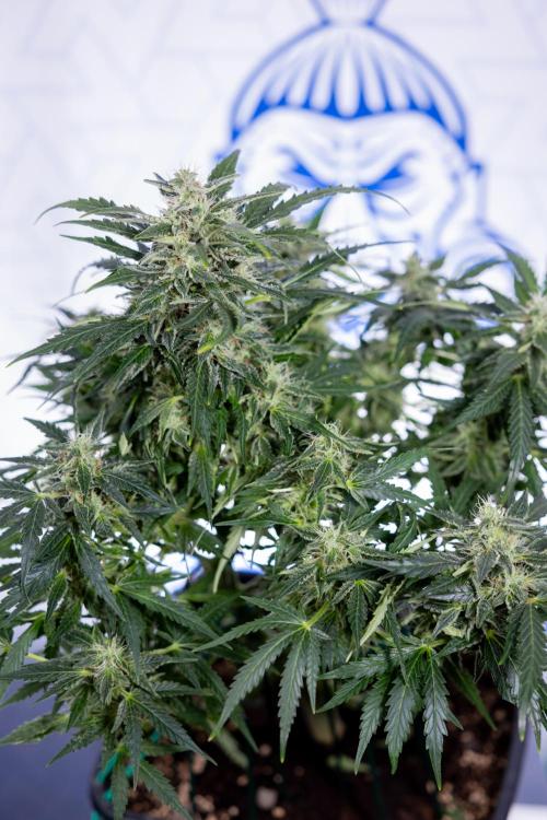 Critical Cheese Auto #1 - Zamnesia x B&B. Week 7