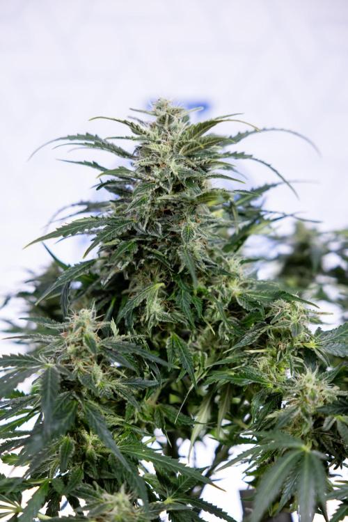 Critical Cheese Auto #1 - Zamnesia x B&B. Week 7