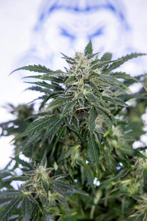 Critical Cheese Auto #1 - Zamnesia x B&B. Week 7