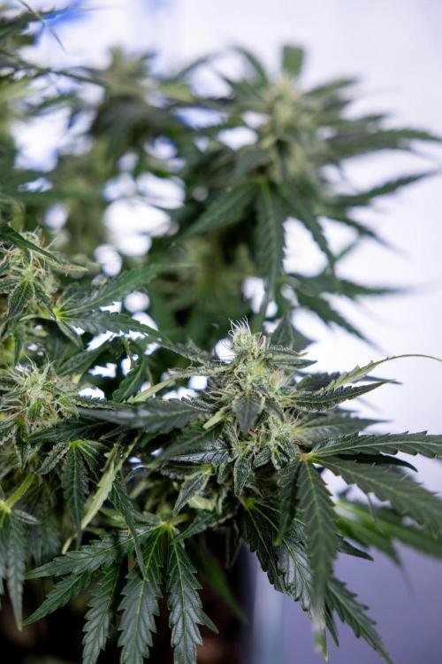 Critical Cheese Auto #1 - Zamnesia x B&B. Week 7