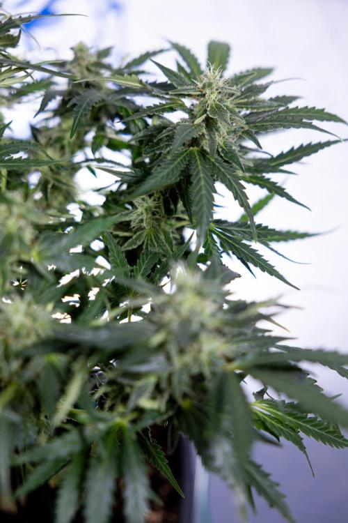 Critical Cheese Auto #1 - Zamnesia x B&B. Week 7