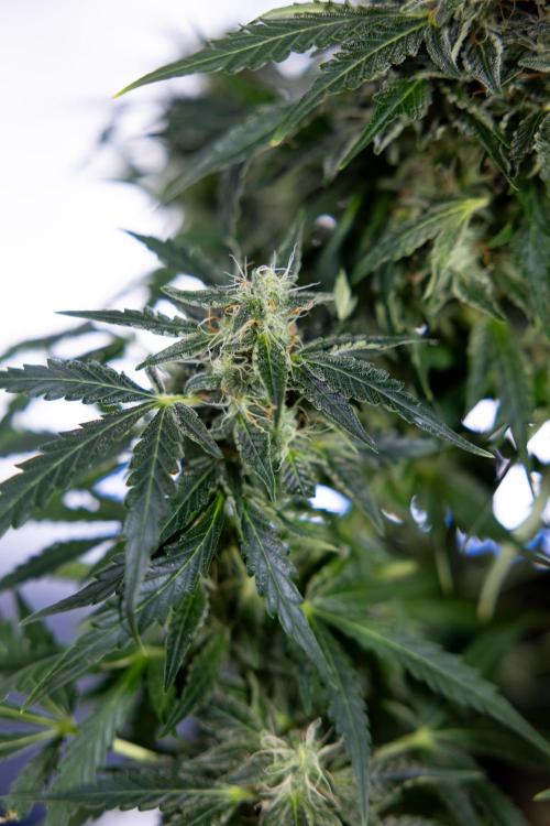 Critical Cheese Auto #1 - Zamnesia x B&B. Week 7