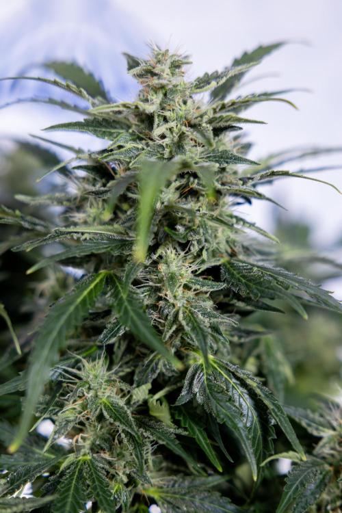 Critical Cheese Auto #1 - Zamnesia x B&B. Week 7